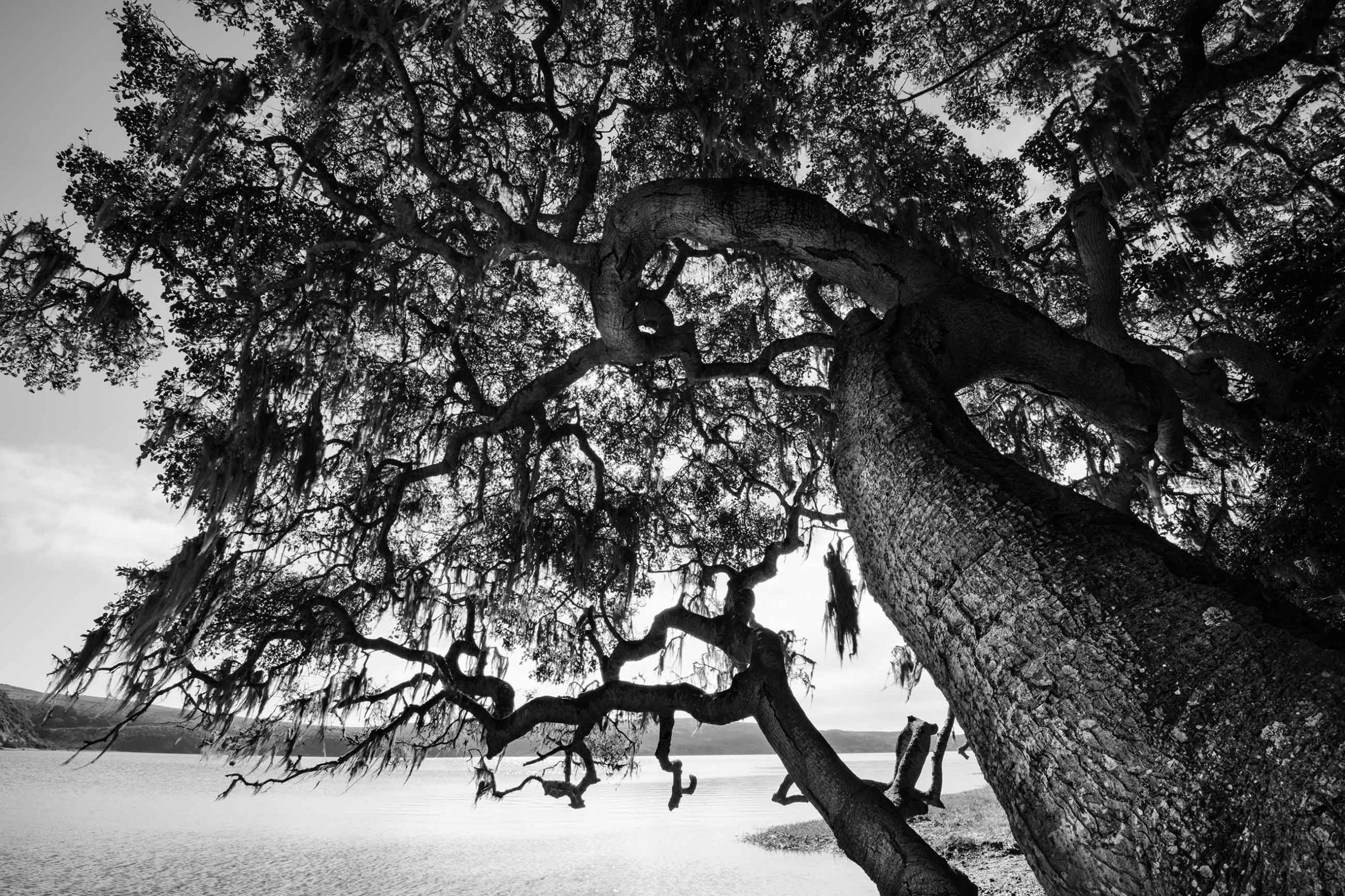 A back and white photo featuring a large tree hanging over Drake's Estero - The Kingfisher's Perch